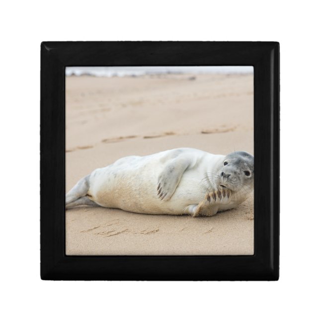 Cute Seal Posing on a Beach Gift Box (Front)