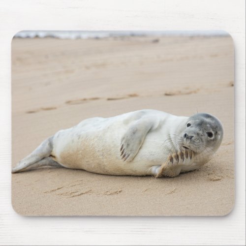 Cute Seal Posing on a Beach Mouse Pad