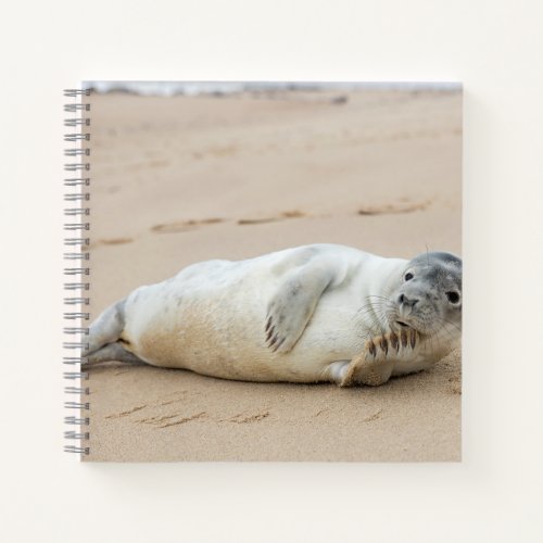 Cute Seal Posing on a Beach Notebook
