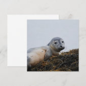 Cute Seal Pup (Front/Back)