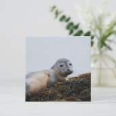 Cute Seal Pup (Standing Front)