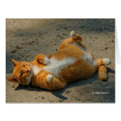 Cute Shadowboxing Orange Tabby Cat in the Gravel (Front Horizontal)