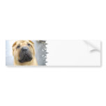 Cute Shar Pei Bumper Sticker