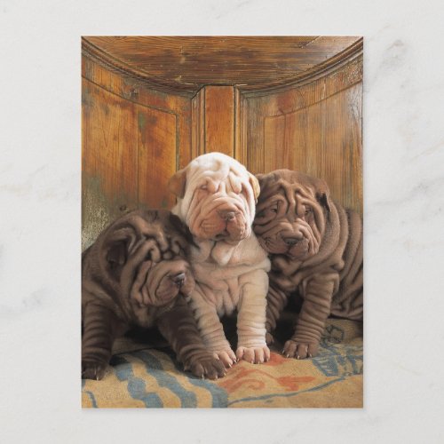 Cute Shar pei dreamers Postcard