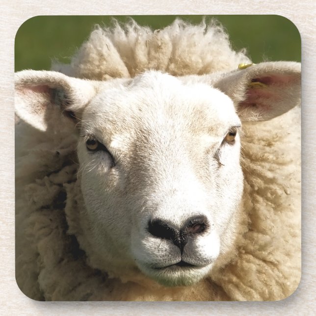 CUTE SHEEP BEVERAGE COASTER (Front)