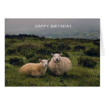 Cute Sheep Birthday Card