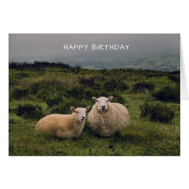 Cute Sheep Birthday Card (Front Horizontal)