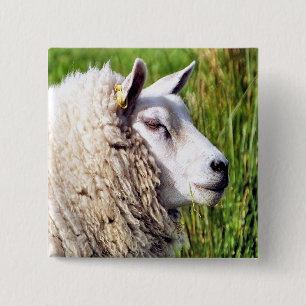 CUTE SHEEP BUTTON