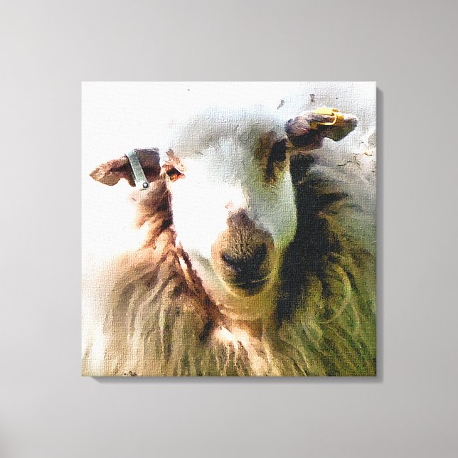 CUTE SHEEP CANVAS PRINT (Front)