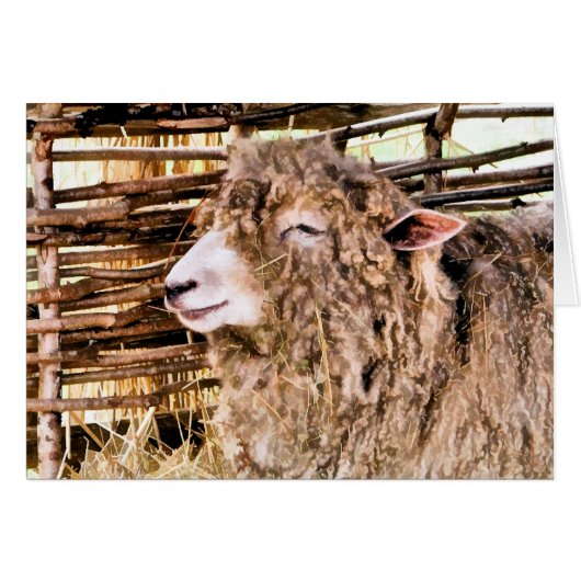 CUTE SHEEP CARDS (Front Horizontal)