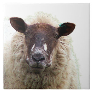CUTE SHEEP CERAMIC TILE