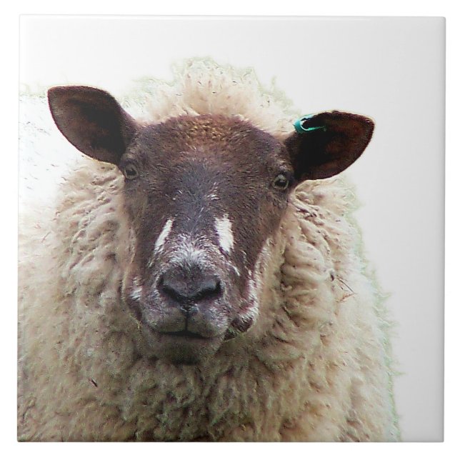 CUTE SHEEP CERAMIC TILE (Front)