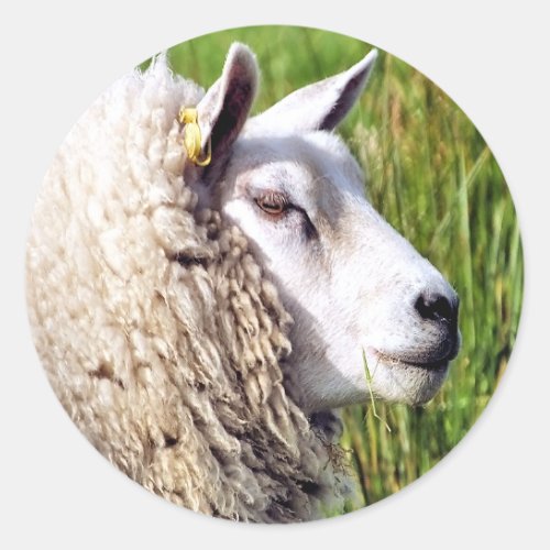 CUTE SHEEP CLASSIC ROUND STICKER