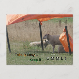 Cute Sheep Cust. Keep it Cool Postcard