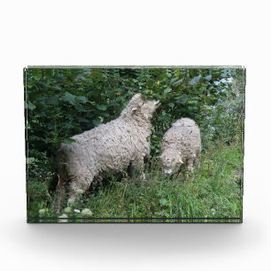 Cute Sheep Eating Leaves Acrylic Photo Block