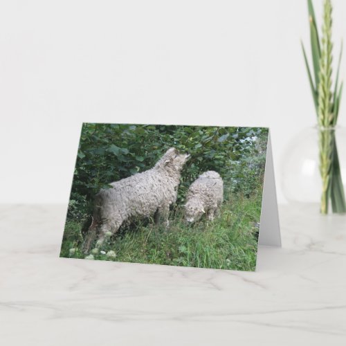 Cute Sheep Eating Leaves Greeting Card