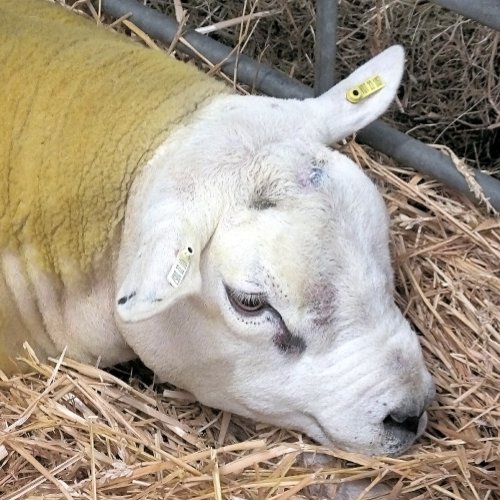 CUTE SHEEP GALLERY WRAP