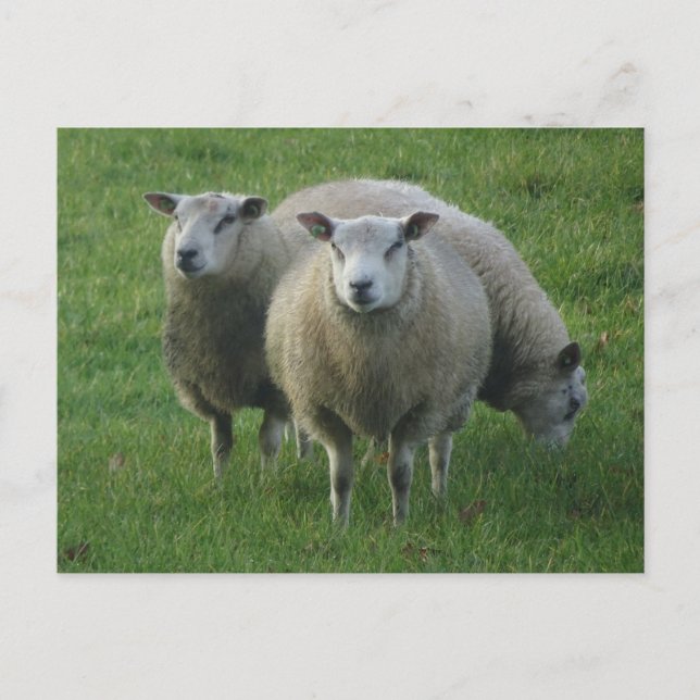 Cute Sheep in the Grass DIY Postcard (Front)