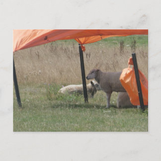 Cute Sheep in the Shade DIY Postcard