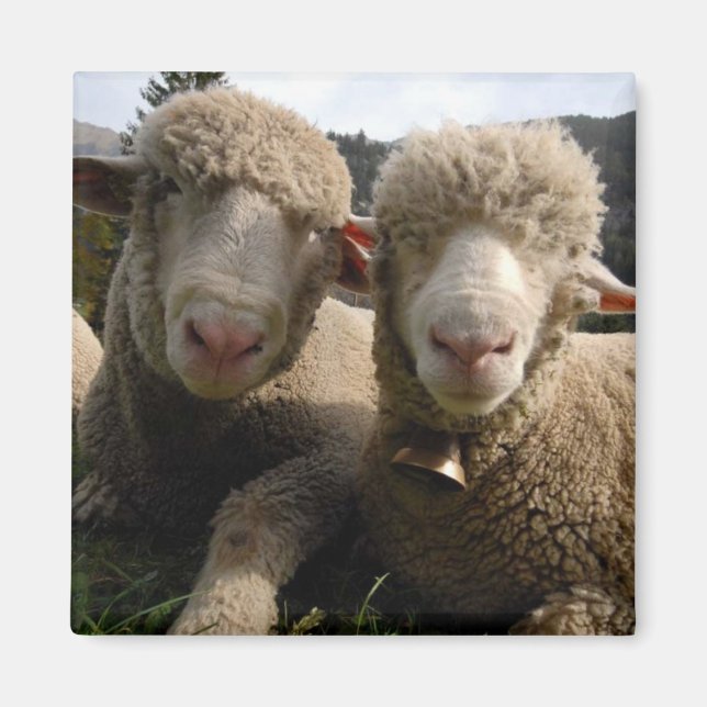 Cute Sheep Magnet (Front)