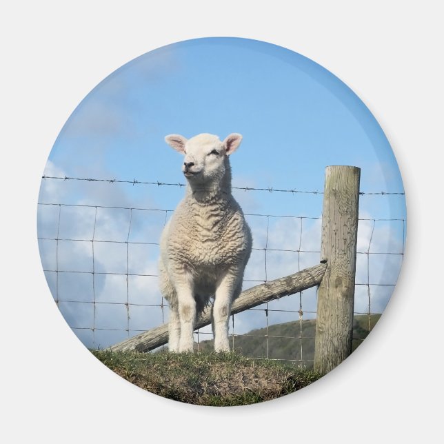 CUTE SHEEP MAGNET (Front)