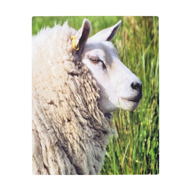 CUTE SHEEP METAL PRINT (Front)