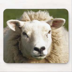 Sheep Mouse Pads | Zazzle