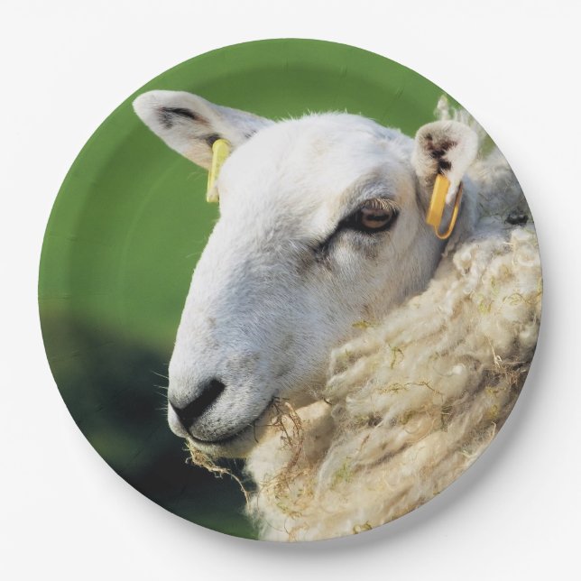 CUTE SHEEP PAPER PLATES (Front)