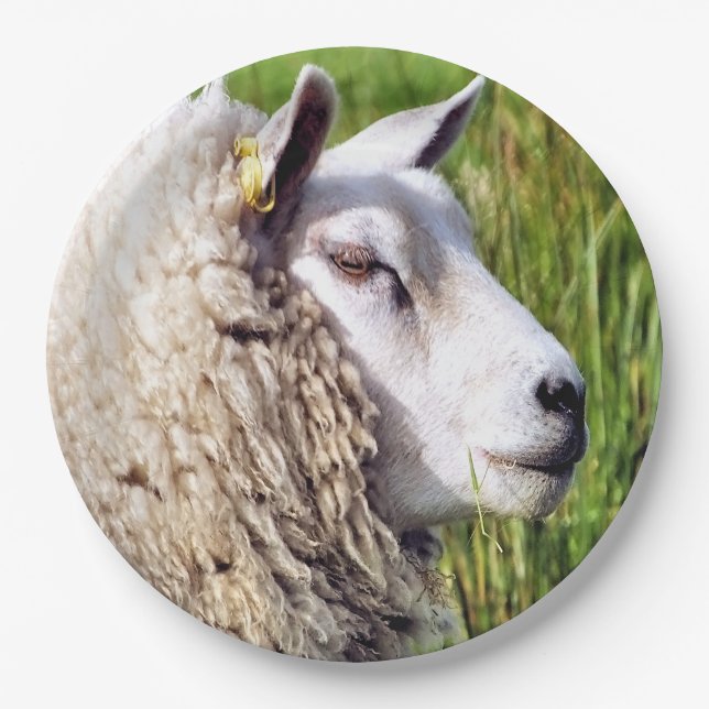 CUTE SHEEP PAPER PLATES (Front)
