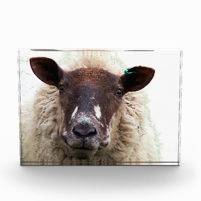 CUTE SHEEP PHOTO BLOCK (Front)