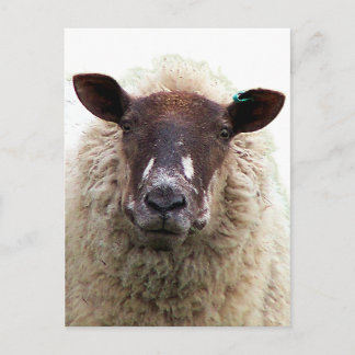 CUTE SHEEP POSTCARD