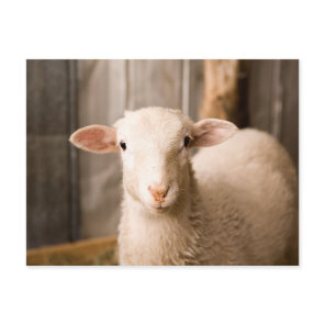 Cute Sheep Postcard