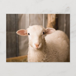 Cute Sheep Postcard