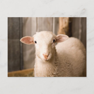 Cute Sheep Postcard
