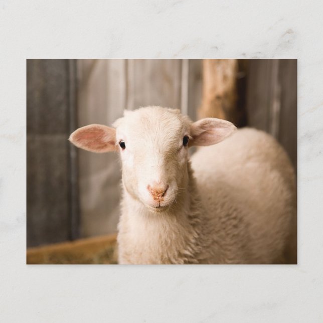 Cute Sheep Postcard (Front)