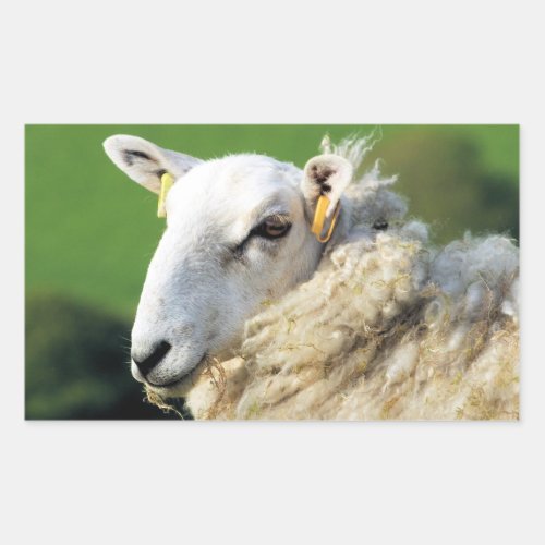 CUTE SHEEP   RECTANGULAR STICKER