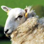 CUTE SHEEP    TEAPOT<br><div class="desc">A photographic design of a cute sheep.</div>
