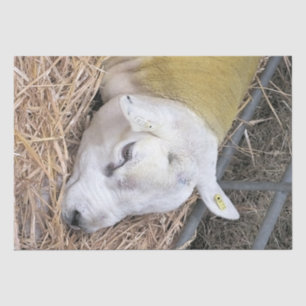 CUTE SHEEP TISSUE PAPER