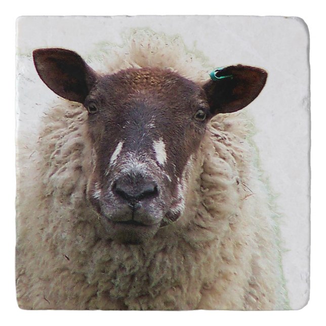 CUTE SHEEP TRIVET (Front)