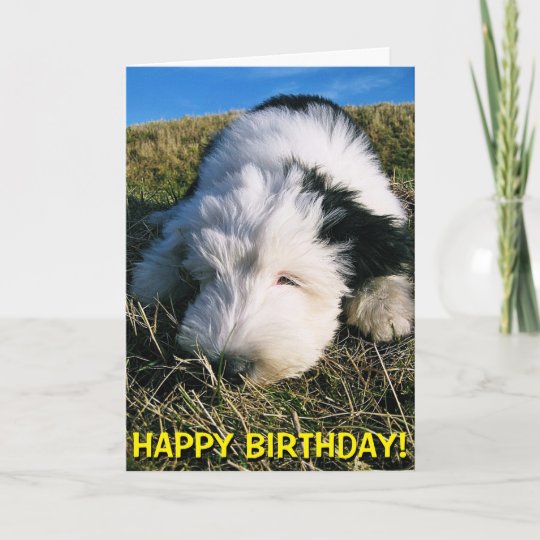 Cute sheepdog puppy birthday card | Zazzle.com