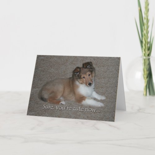 Cute Sheltie Birthday Card