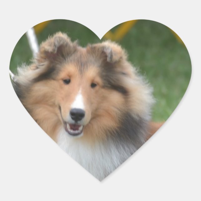 Cute Sheltie Heart Sticker (Front)
