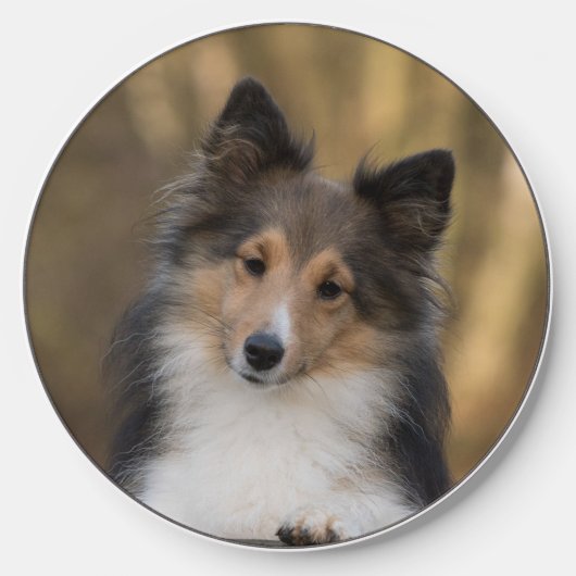 Cute Sheltie Puppy Wireless Charger (Front)