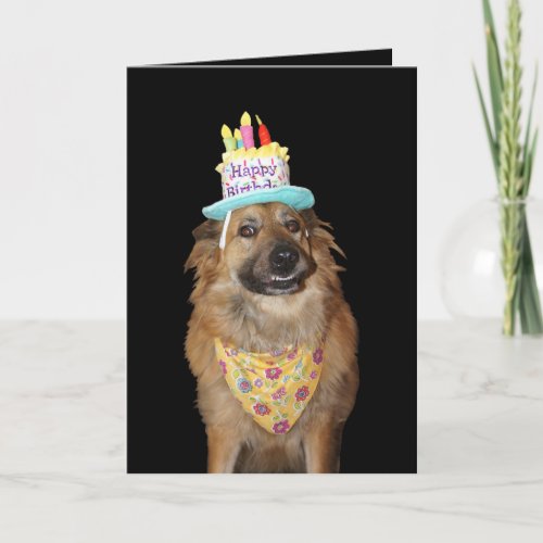 Cute Shepherd Mix Birthday Dog Card