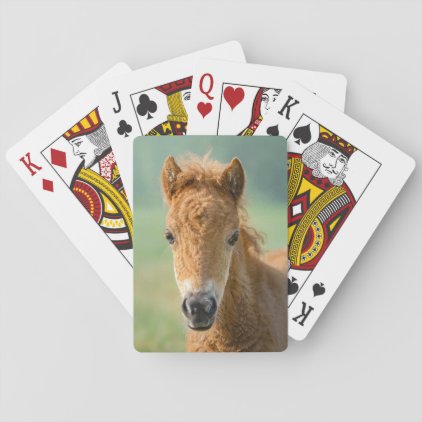Cute Shetland Pony Foal Horse Head Frontal Photo &quot; Playing Cards