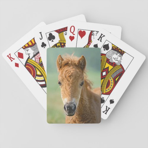 Cute Shetland Pony Foal Horse Head Frontal Photo  Playing Cards