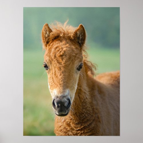 Cute Shetland Pony Foal Horse Head Frontal Photo _ Poster