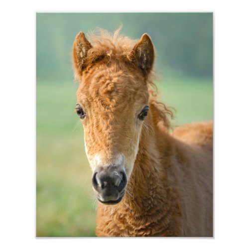 Cute Shetland Pony Foal Horse Head Frontal _ Photo Print