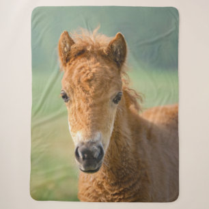 Cute Shetland Pony Foal Horse Head Frontal Photo , Sherpa Blanket
