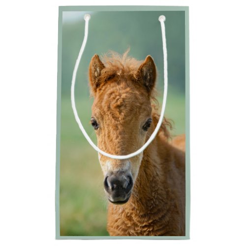 Cute Shetland Pony Foal Horse Head Frontal Photo _ Small Gift Bag